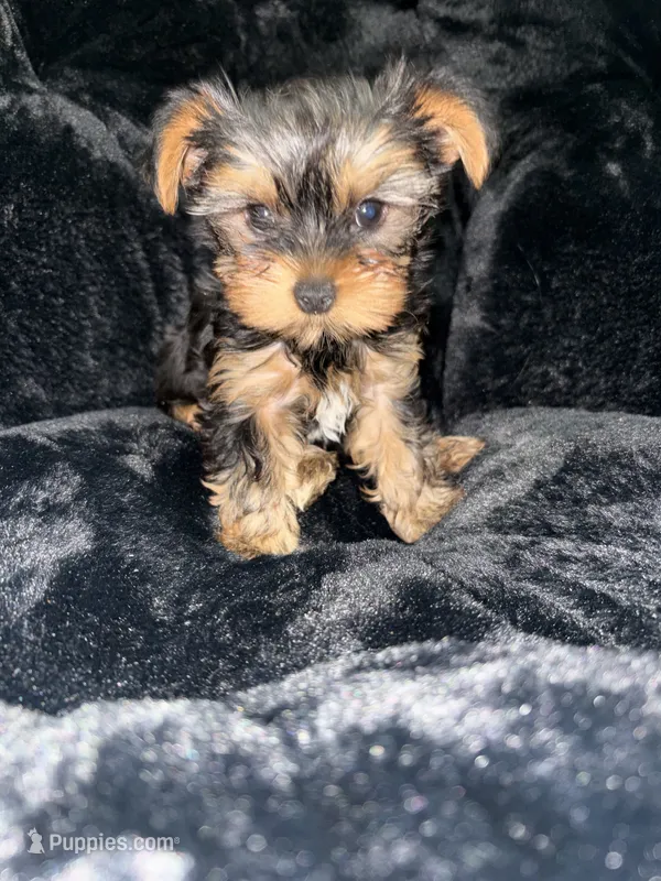 Ellie – Yorkshire Terrier puppy for sale in Philadelphia, PA