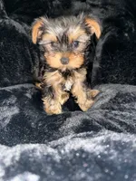 Ellie toy, a female Yorkshire Terrier for sale in Philadelphia, PA – 4 of 7