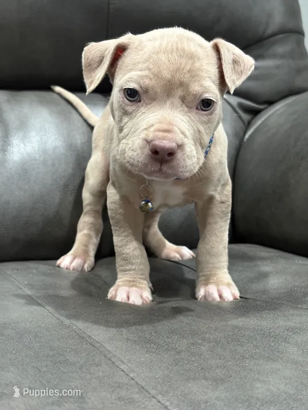Rico, a male American Pit Bull Terrier for sale in Philadelphia, PA – 1 of 2
