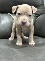 Rico, a male American Pit Bull Terrier for sale in Philadelphia, PA – 1 of 2