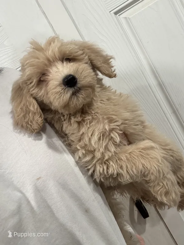 Lela – Poodle - Standard  puppy for sale in Philadelphia, PA