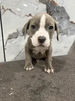 Brindle , a male American Bully and American Pit Bull Terrier for sale in Philadelphia, PA – 3 of 3