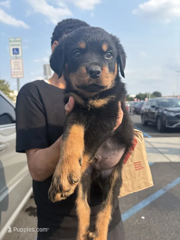 Tank – Rottweiler puppy for sale in Philadelphia, PA
