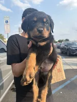 Tank, a male Rottweiler for sale in Philadelphia, PA – 1 of 1