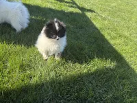 Panda , a female Pomeranian for sale in Philadelphia, PA – 4 of 6