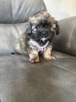 Laly, a female Shih Tzu for sale in Philadelphia, PA – 2 of 3