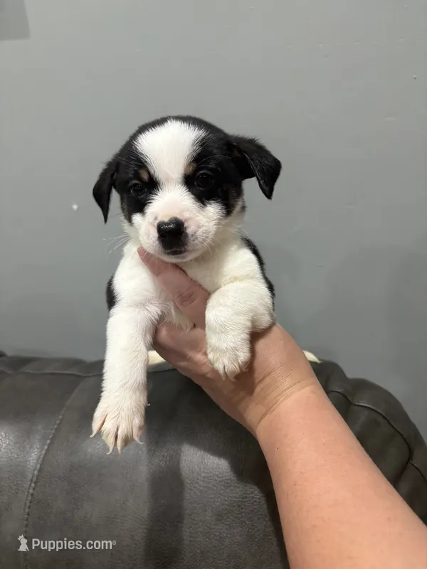 Cali – Pembroke Welsh Corgi, Chihuahua puppy for sale in Philadelphia, PA