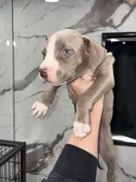 Tino, a male American Pit Bull Terrier for sale in Philadelphia, PA – Photo 1 of 2