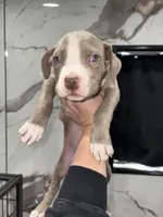 Tino, a male American Pit Bull Terrier for sale in Philadelphia, PA – Photo 2 of 2