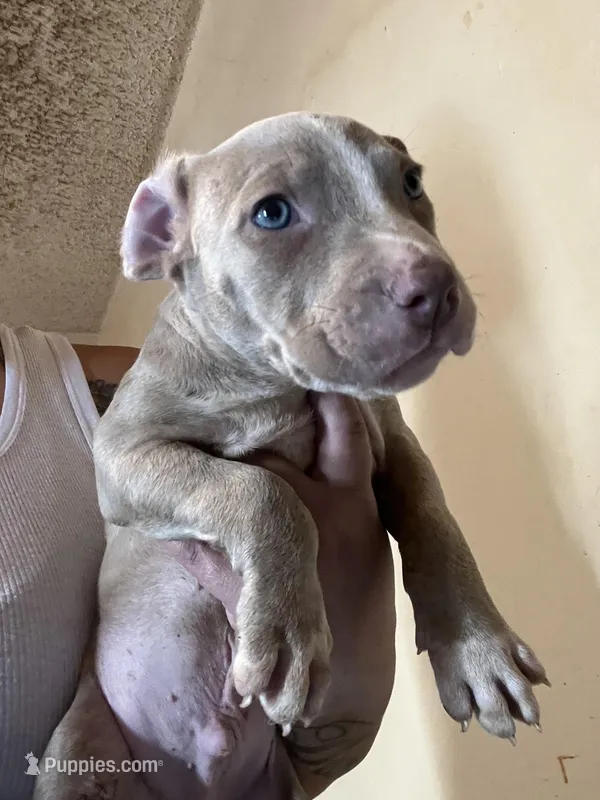 Tino – American Pit Bull Terrier puppy for sale in Philadelphia, PA