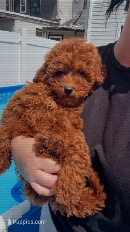 Lila – Poodle - Miniature  puppy for sale in Philadelphia, PA