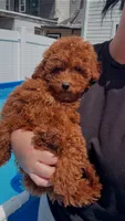 Lila, a female Poodle - Miniature  for sale in Philadelphia, PA – 1 of 7