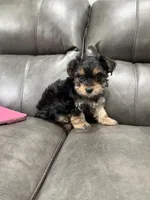 Nessy, a female Yorkshire Terrier for sale in Philadelphia, PA – Photo 2 of 2