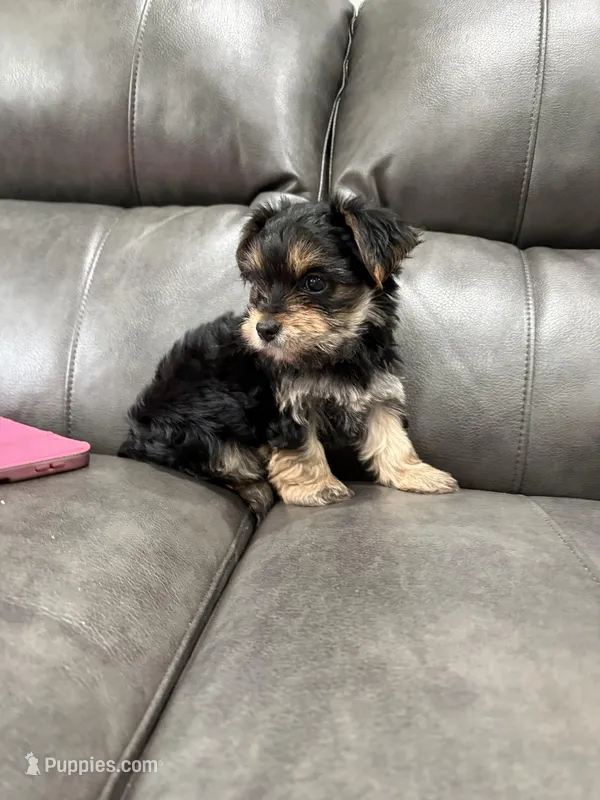 Nessy – Yorkshire Terrier puppy for sale in Philadelphia, PA