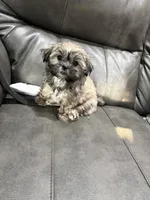 Lassy, a female Shih Tzu for sale in Philadelphia, PA – 4 of 4