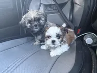 Mister tcup, a male Shih Tzu for sale in Philadelphia, PA – 4 of 4