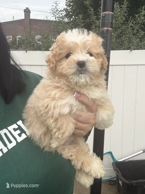 Malshi  – Mal Shi puppy for sale in Philadelphia, PA