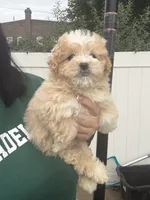Maltipoo, a male Maltipoo for sale in Philadelphia, PA – 1 of 3
