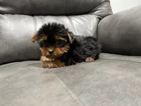 Bear , a male Yorkshire Terrier for sale in Philadelphia, PA – 3 of 4