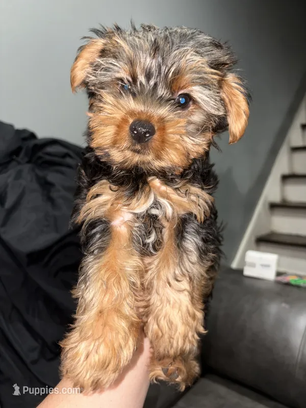 Elias  – Yorkshire Terrier puppy for sale in Philadelphia, PA