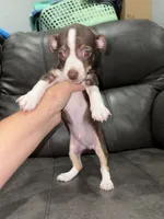Toots, a male Chihuahua for sale in Philadelphia, PA – 3 of 4