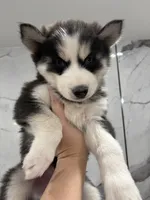 Chase, a male Siberian Husky for sale in Philadelphia, PA – 2 of 2