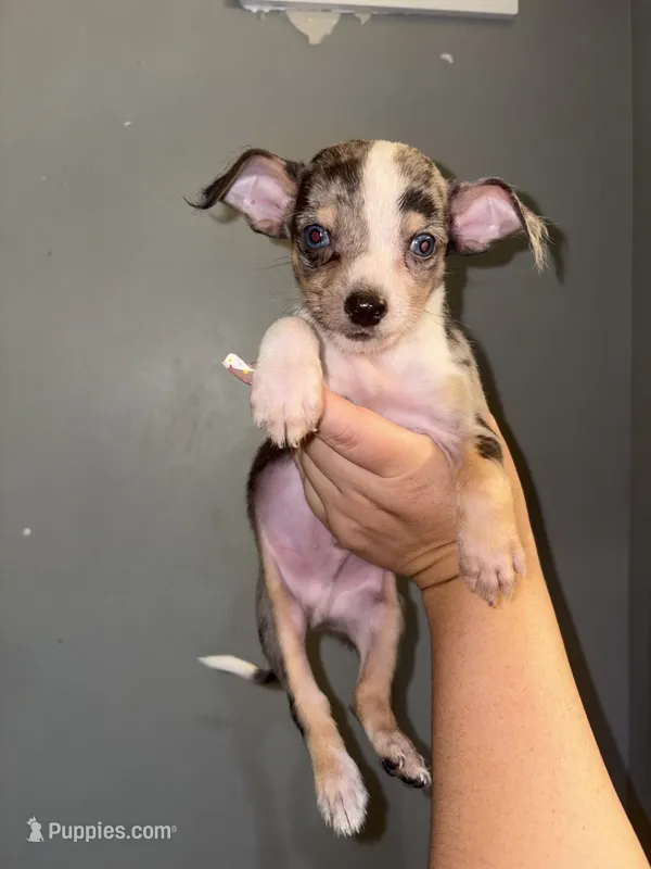 Teacup Liam  – Chihuahua puppy for sale in Philadelphia, PA