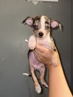 Teacup Liam , a male Chihuahua for sale in Philadelphia, PA – 1 of 3