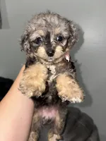 Toy poo, a female Poodle - Toy  for sale in Philadelphia, PA – 4 of 6