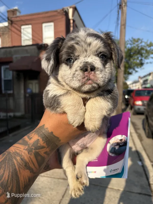 Mr miagi  – French Bulldog puppy for sale in Philadelphia, PA