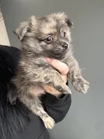 Brindle , a male Pomeranian for sale in Philadelphia, PA – Photo 3 of 7