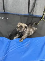 Brindle , a male Pomeranian for sale in Philadelphia, PA – Photo 2 of 7