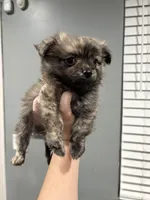 Brindle , a male Pomeranian for sale in Philadelphia, PA – Photo 1 of 2