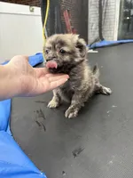 Brindle , a male Pomeranian for sale in Philadelphia, PA – Photo 7 of 7