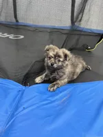 Brindle , a male Pomeranian for sale in Philadelphia, PA – Photo 1 of 7