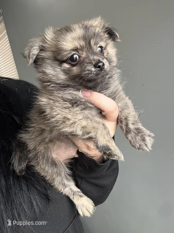 Brindle  – Pomeranian puppy for sale in Philadelphia, PA