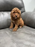 Lily , a female Poodle - Toy  for sale in Philadelphia, PA – 3 of 3