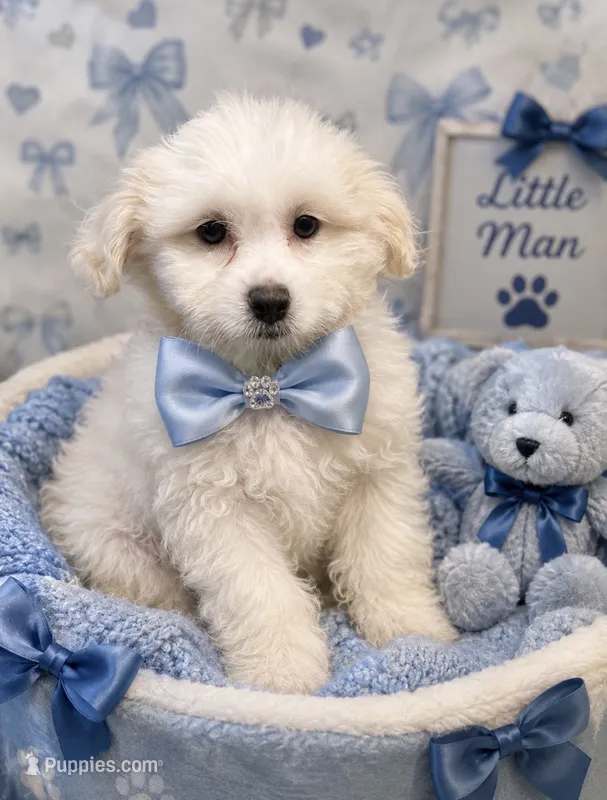 Snowy – Maltese, Shih Tzu puppy for sale in Philadelphia, PA