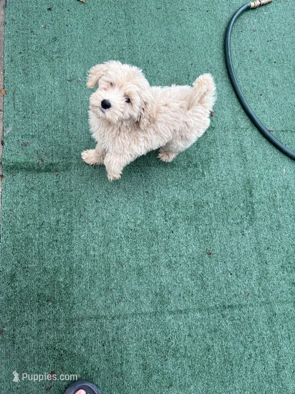 Nessy – Poodle - Standard  puppy for sale in Philadelphia, PA