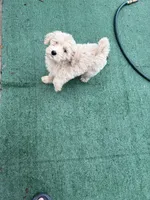 Nessy, a female Poodle - Standard  for sale in Philadelphia, PA – 1 of 1