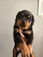 Tank, a female Rottweiler for sale in Philadelphia, PA – 3 of 5
