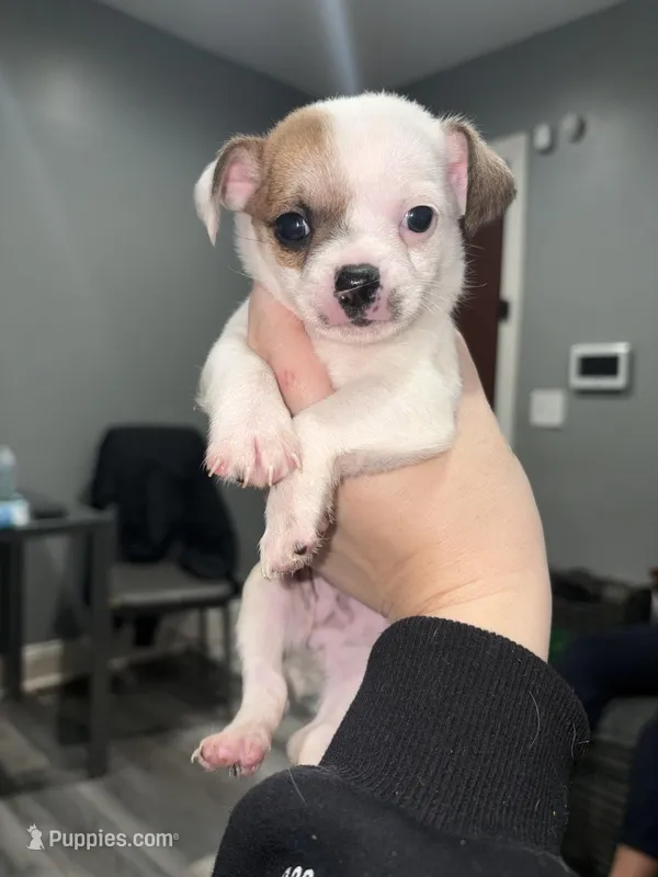 Tiki – Jack Russell Terrier, Chihuahua puppy for sale in Philadelphia, PA
