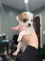 Tiki, a male Jack Russell Terrier and Chihuahua for sale in Philadelphia, PA – Photo 2 of 2