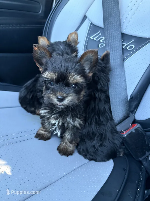 Teacup nylon – Yorkshire Terrier puppy for sale in Philadelphia, PA