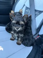 Teacup nylon, a male Yorkshire Terrier for sale in Philadelphia, PA – 1 of 3