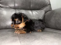 Bear , a male Yorkshire Terrier for sale in Philadelphia, PA – 2 of 4