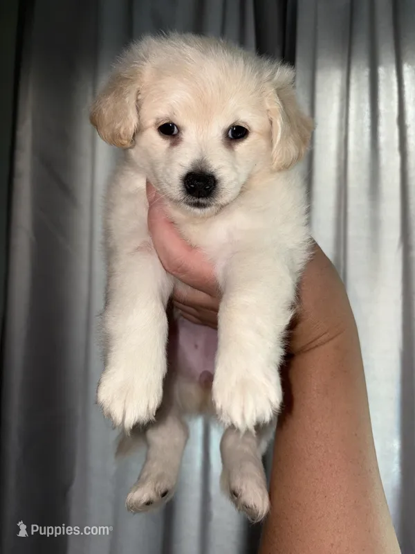 Bella – Maltese, Shih Tzu puppy for sale in Philadelphia, PA