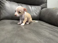Tino, a male Chihuahua for sale in Philadelphia, PA – 3 of 4