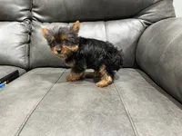 Tiny tim, a female Yorkshire Terrier for sale in Philadelphia, PA – 3 of 3