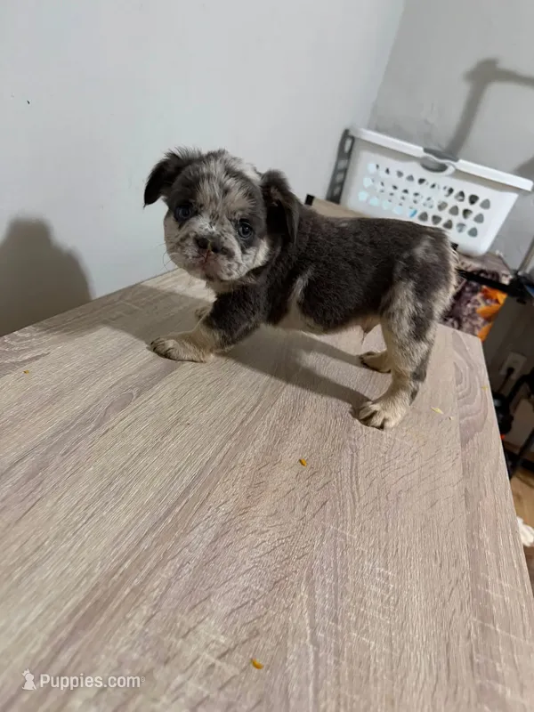 Mr miagi  – French Bulldog puppy for sale in Philadelphia, PA